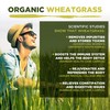 MySuperfoods Organic Wheatgrass Powder 500g, High Chlorophyll Content