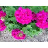 Unbranded Very bright Magenta GERANIUM FRESH LIVE PLANT 3 X