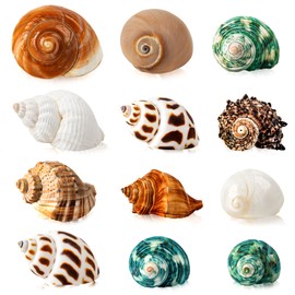 12PCS Hermit Crab Shells | Natural Sea Conch Size 1.6"-3.2" | Growth Turbo for Small to Medium and Large Crabs, Saltwater Hermit Crab Supplies and Sea Shell for Beach Decor