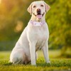 Bbmmayy Adjustable Dog Collar, Special Design Patterns, Soft Nylon Comfortable