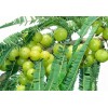 Buy Rare Seeds Phyllanthus emblica | Amla | Indian Gooseberry