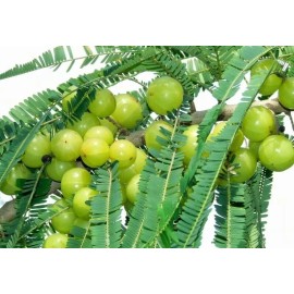 Buy Rare Seeds Phyllanthus emblica | Amla | Indian Gooseberry | Malacca Tree | 10_Seeds