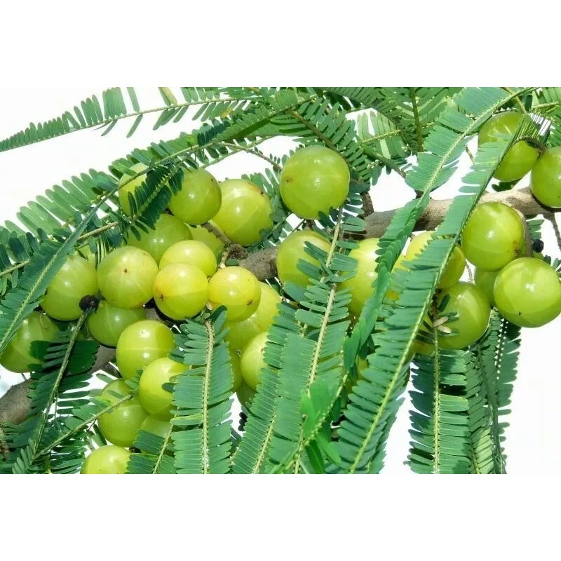 Buy Rare Seeds Phyllanthus emblica | Amla | Indian Gooseberry