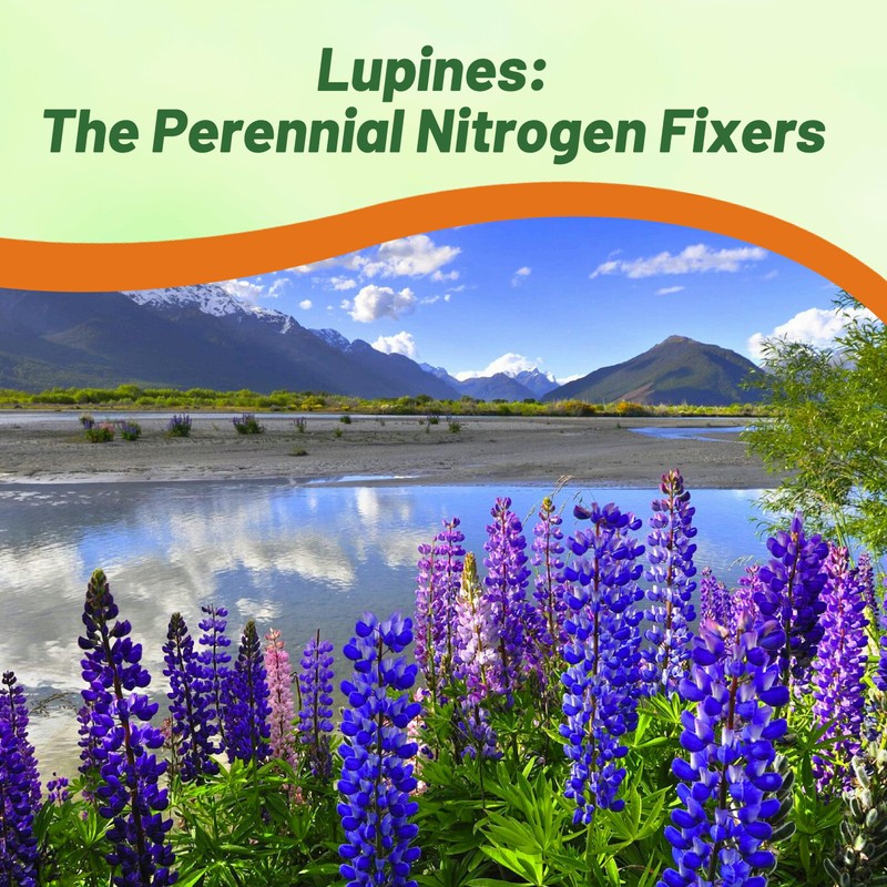 Outsidepride Wild Blue Perennial Lupine Seeds - 500 Pcs. Self-Sowing,