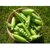 RAISE ME UP: Seeds Sweet Snap Peas Alfa Non GMO