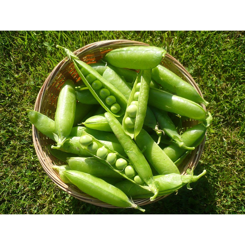 RAISE ME UP: Seeds Sweet Snap Peas Alfa Non GMO
