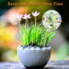 Self Watering Globes for Plants, Large 6pcs Glass Garden Self