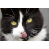 Tickle Your Fancy Best Organic Catnip Special Mix 2 oz