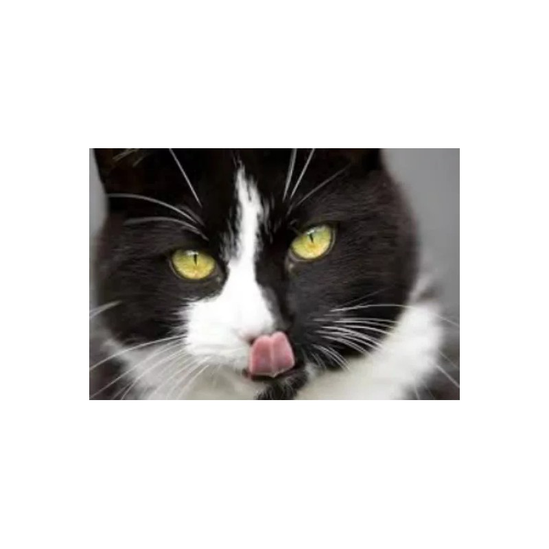 Tickle Your Fancy Best Organic Catnip Special Mix 2 oz