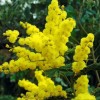 Seed-Top 100 Seeds Acacia Silver Wattle Yellow Mimosa Fresh