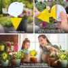 40 Pack Yellow Sticky Traps for Fruit Flies and Gnats