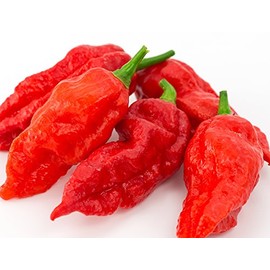 Ghost Pepper Seeds- 25+"Bhut Jolokia by Ohio Heirloom Seeds