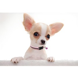 Orange Puppy Collar with Bell, Reflective XXS Cat Collars Soft Adjustable Buckle for XS XSmall Extra Small Dogs Female Male Tiny Pets Kitten Boy Girl Yorkie Chihuahua X-Small