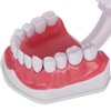 Dental Teaching Teeth Model 2X Magnifying Teeth Model Dentist Teaching