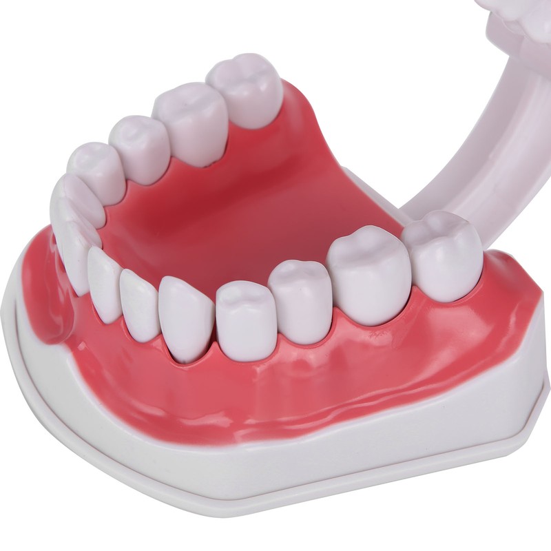 Dental Teaching Teeth Model 2X Magnifying Teeth Model Dentist Teaching