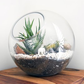NOLITOY 3Pcs Plant Terrarium, Clear Glass Round Succulent Cactus Plant Vase Clear Bubble Planter for Desktop Arrangement Office Home Decor