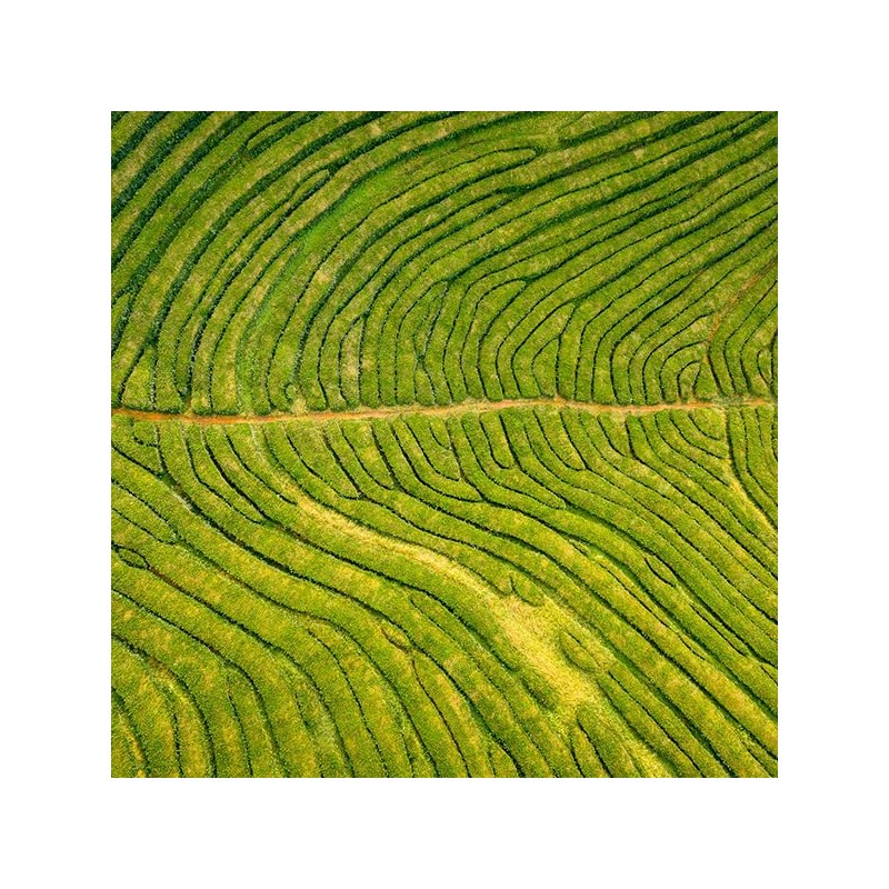 Generic LeCharm16-Flavor Tea Mix Pack: Herbal, Black, Green, and Fruit