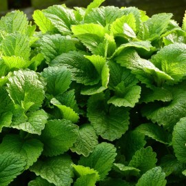 richie_store Lemon Balm Seeds, Herbal Tea Plant, Lemon Scented, Non-GMO, Free Shipping - 100 Seeds