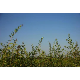 Naiad Henna + Herbs, 14.1 oz (400 g)