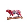 Erler Zimmer Acupuncture Animals, Acupuncture Points, Muscles and Organs, 5