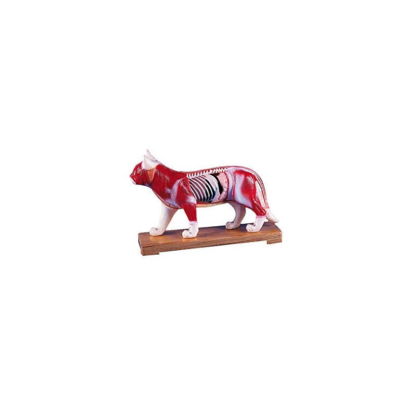 Erler Zimmer Acupuncture Animals, Acupuncture Points, Muscles and Organs, 5