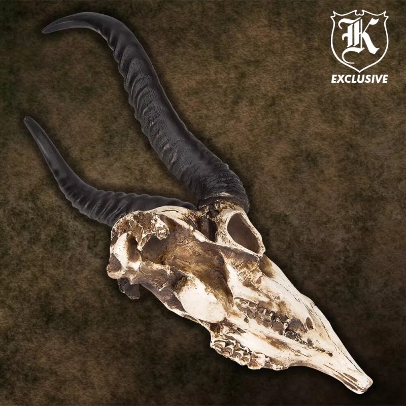 K Exclusive African Springbok Antelope Skull Replica | Cold Cast
