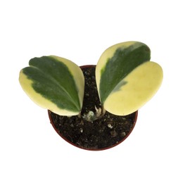 Hoya Kerrii Variegated (Two Leaves) - 4" - from California Tropicals