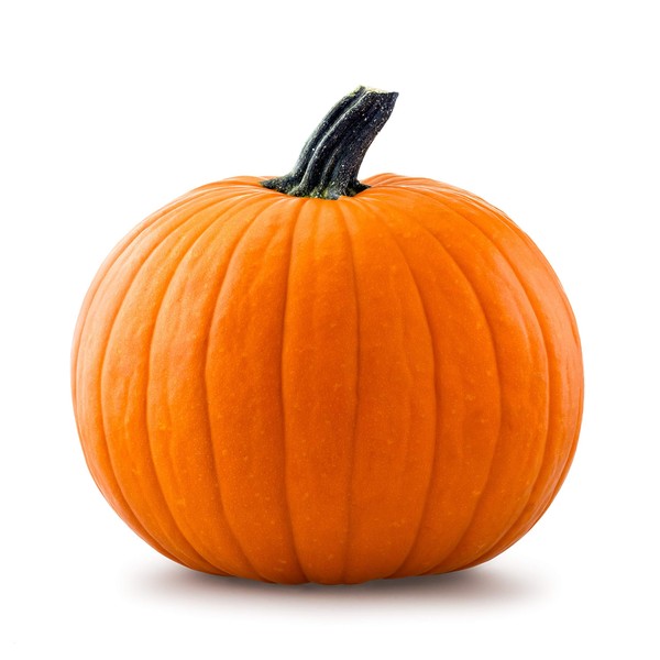20 Big Max Pumpkin Seeds for Planting - Heirloom Non-GMO
