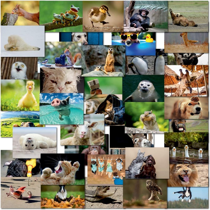 doodlecards Pack 40x Mixed Postcards Funny Animals. Multipack UK &