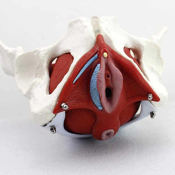 JTZSD Female Pelvis Model, Pelvic Floor Anatomy Model with 4