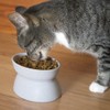 Kitty City Raised Cat Food Bowl Collection/Stress Free Pet Feeder