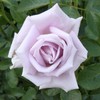 Rose Plant Live, Rose Bush Ready to Plant, 6-10 Inch