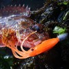 Lumica Puniica 3" Keimura Orange