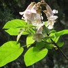 CHUXAY GARDEN 1 oz Seeds (Approx 95162 Seeds) Paulownia Fortunei,Dragontree,Dragon