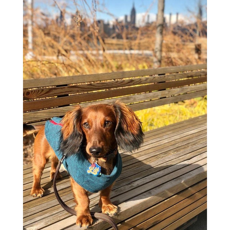 Gooby 72116-WGRY-M Fleece Dog Vest with Zip, Grey, Medium