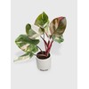 Bumble Plants Philodendron Red Medusa - Live Plant Easy Care,
