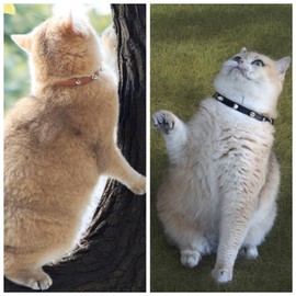 Spiked Cat Collar with Bells, Breakaway Genuine Leather Protective Collar for Kitty, Studs Spikes Punk Style Adjustable for Girl Boy Kittens Small Bunny Rabbit, 6"-8"