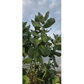 Giant Milkweed Seeds 25 Calotropis Gigantea Seeds/ Giant Purple Mlkweed Seeds. Just Harvested In June