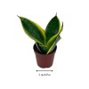 Florida House Plants Varigated Snake Plant, 2 inch, lengua de