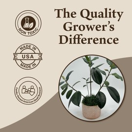 Preserved Spanish Moss - Premium Decorative Moss for Crafts, Home Décor, Art, Design & DIY Projects - Real Moss - Non-Toxic, USA-Made (Forest Green, Medium, 2-Pack)