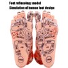 Foot acupoint model, foot point model PVC eco-friendly educational tool