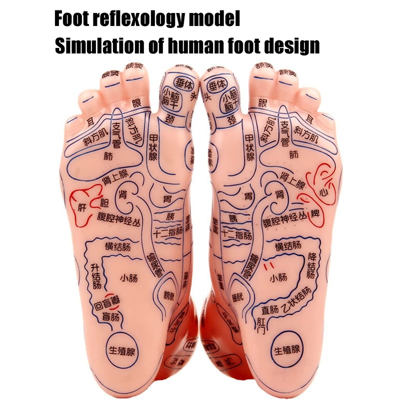 Foot acupoint model, foot point model PVC eco-friendly educational tool