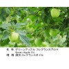 NOTO Green Apple Aroma Oil, 0.3 fl oz (10 ml),