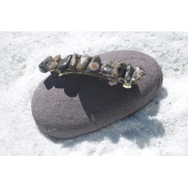 Turritella Stones on a Silver French Barrette Hair Clip