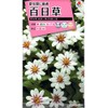 Takii Seedlings Zinnia Zahara Star Light Rose