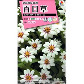 Takii Seedlings Zinnia Zahara Star Light Rose