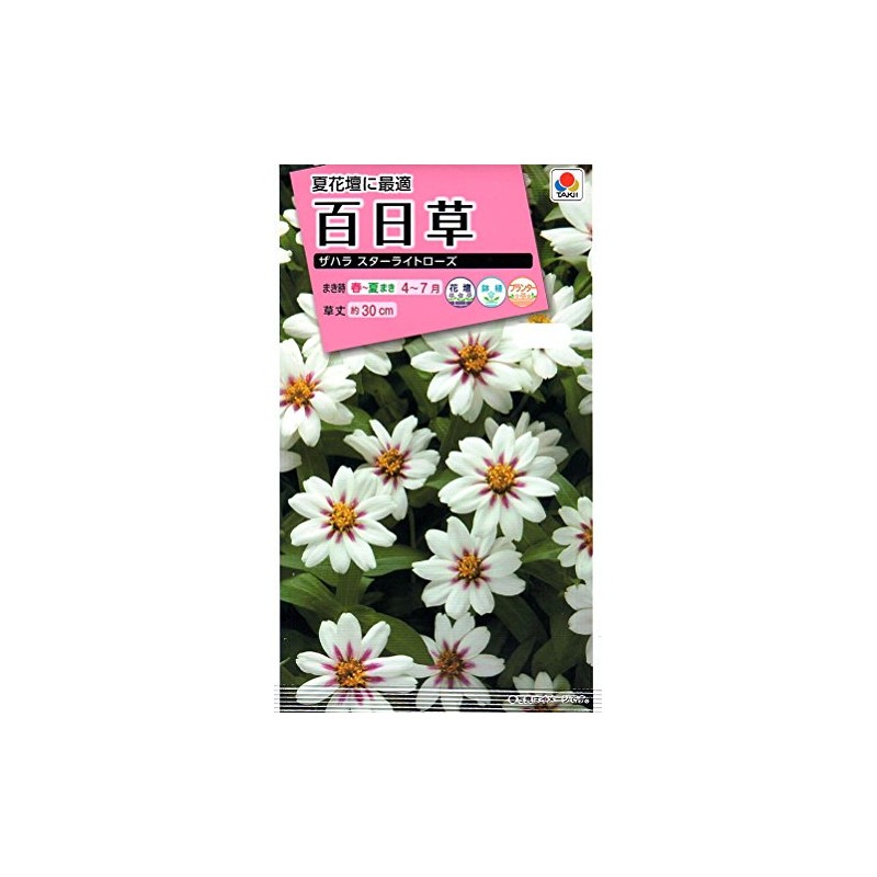 Takii Seedlings Zinnia Zahara Star Light Rose