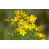 SeedsUP - 1500+ Seeds St. John's Wort (Hypericum perforatum) -