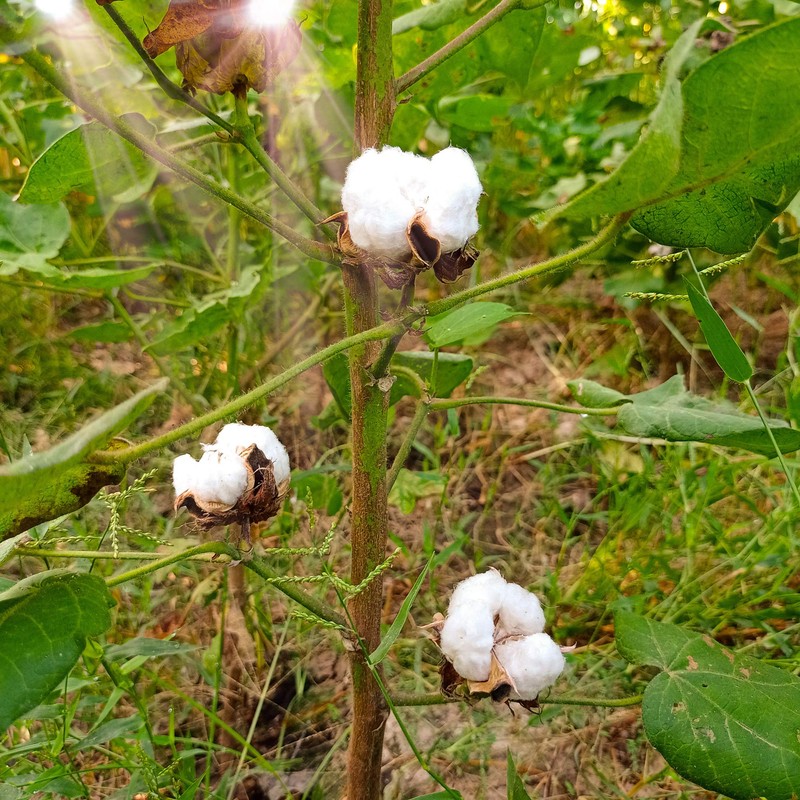 Outsidepride Cotton Levant - 200 Seeds