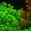 Moneywort Bunch| Bacopa Monnieri - Beginner Fresh Water Tropical Aquarium